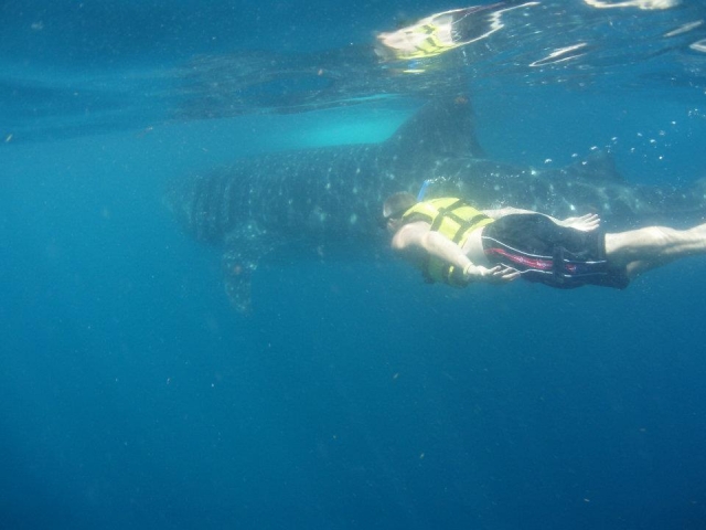  Snorkeling con lo squalo balena 